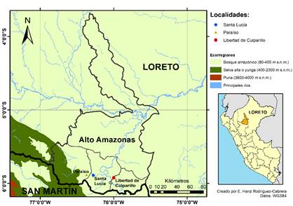 Localidades de recolección de las muestras de A. bassleriana en la provincia de Alto Amazonas, Loreto, Perú.