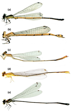 New Odonata species recorded for Colombia. Coenagrionidae: a) Acanthagrion amazonicum Vaupés; b) A. truncatum Meta; c) A. yungarum Putumayo.