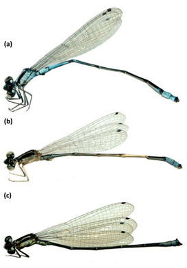 New Odonata species recorded for Colombia. Coenagrionidae: a) Dolonagrion fulvellum (male) Caquetá; b) D. fulvellum (female) Caquetá; c) Mesoleptobasis cantralli Caquetá; d) Metaleptobasis lillianae Meta; e) Protoneura klugi Amazonas.