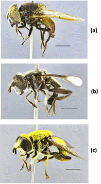 Algunos de los especímenes en el recurso (machos). Syrphidae: a) Copestylum delila; b) Quichuana angustiventris; c) Quichuana calathea. Escala = 1,0 mm.