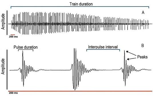 Oscillogram of a pulse train, showing how train duration, pulse duration and interpulse interval were measured, and how peaks per pulse were counted. A, a complete train of pulses; B, magnification of the train representing 200 ms.