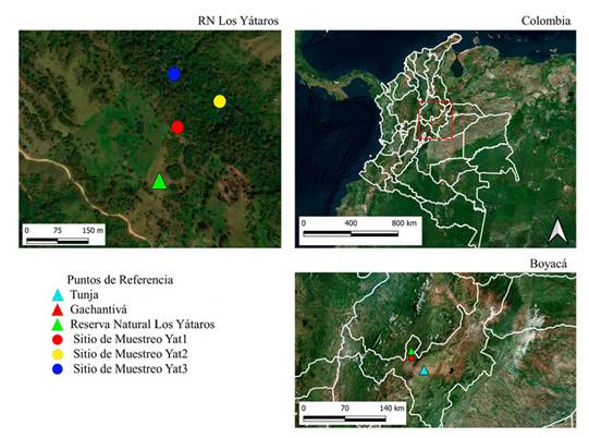 Área de muestreo detallando cada uno de los tres sitios de muestreo en donde se colocaron las grabadoras Audio- Moth en la Reserva Natural Los Yátaros, Boyacá, Colombia. Yátaros, Boyacá, Colombia.