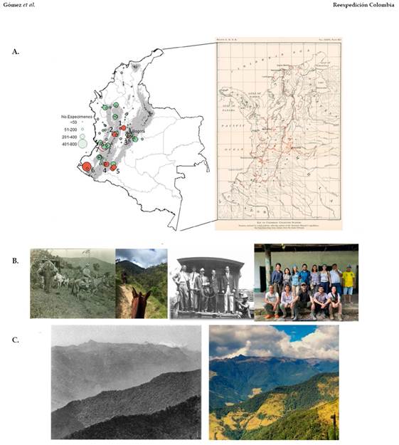 Reexpedición Colombia. A, mapas de Colombia con las localidades visitadas por Frank M. Chapman entre 1910 y 1915 (Chapman, 1917). El mapa de la izquierda muestra los puntos de las localidades con tamaño proporcional al número de especímenes que recolectaron allí los naturalistas del AMNH. Los puntos rojo oscuro son las localidades que serán revisitadas en la primera fase del proyecto y corresponden a: 1. Honda (Tolima), 2. Toche (Tolima), 3. Fusagasugá (Cundinamarca), 4. San Agustín (Huila), 5. Morelia (Caquetá) y 6. Barbacoas (Nariño). El punto rosado es 7. San Antonio (Valle del Cauca), localidad en la que trabajó Gustavo Kattan por muchos años y en la que actualmente se siguen desarrollando investigaciones; B, fotografías históricas y recientes de las expediciones ornitológicas. Algunas cosas no han cambiado, por ejemplo, las mulas siguen siendo el medio de transporte idóneo para recorrer algunos caminos de Colombia. Sin embargo, el equipo de investigación es ahora mucho más diverso. De izquierda a derecha: F. Chapman montado en mula recorre la Cordillera Central en 1911 (tomada de Chapman, 1917), D. Ocampo en mula durante la reexpedición a Toche en 2019. Expedicionarios del AMNH; de izquierda a derecha: George Cherrie, Thomas Ring, Frank M. Chapman, Geoffrey O'Connell, Paul Griswold Howes (foto © archivo AMNH). Equipo del proyecto y guías locales durante la reexpedición a Honda en 2020: de izquierda a derecha, arriba: Nelsy Niño Rodríguez, Jessica Díaz-Cárdenas, Juliana Soto-Patiño, Andrés Chinome, Estefanía Guzmán, Natalia Pérez, Yiovanny Ayala y Leonel Sánchez; abajo: Daniel Cadena, Natalia Ocampo-Peñuela, Andrés M. Cuervo, Andrés F. Sierra, Daniela Garzón; C, la transformación del paisaje es evidente en esta vista del páramo de Santa Isabel desde Laguneta (Tolima) en 1911 (Chapman, 1917) y en 2019 (foto © G. Seeholzer).